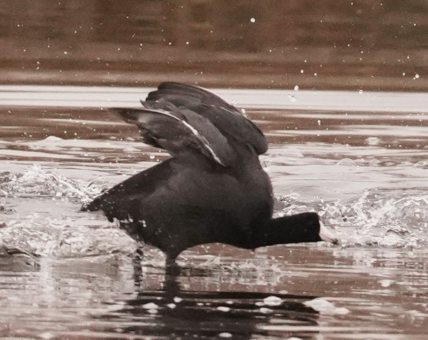 אגמית אמריקנית - ML646955748