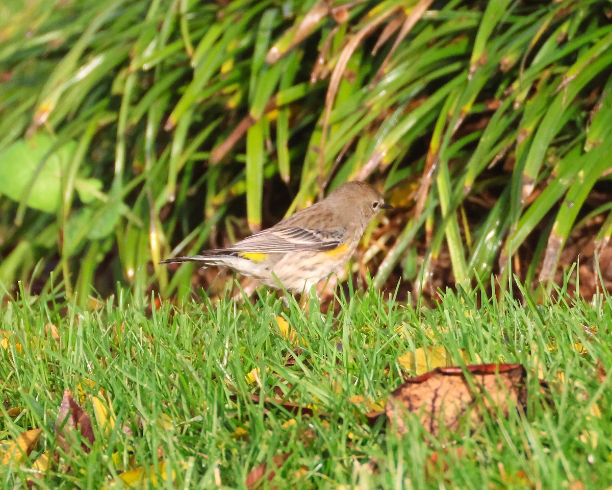 Yellow-rumped Warbler (Audubon's) - ML646955749