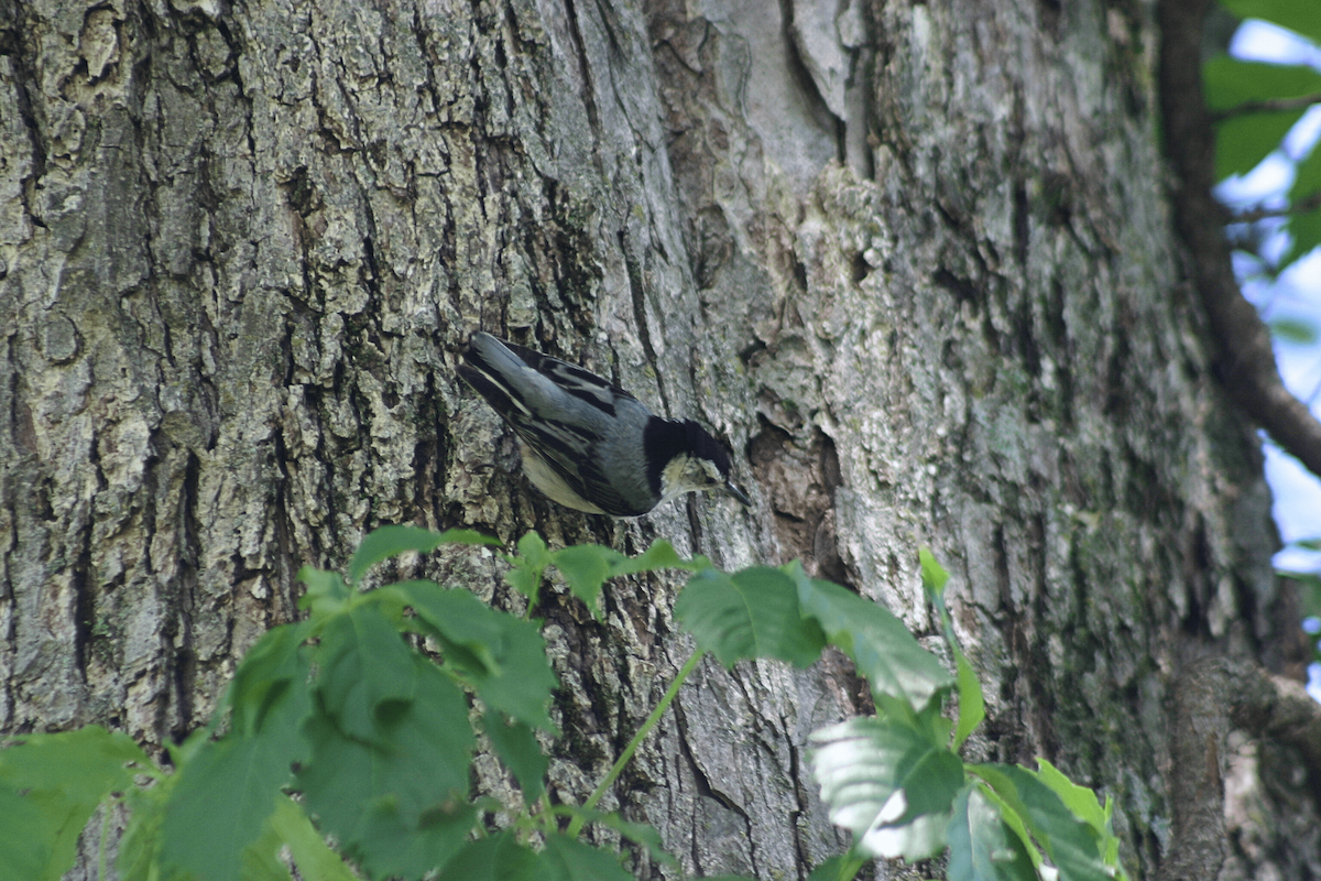 White-breasted Nuthatch - ML646955751