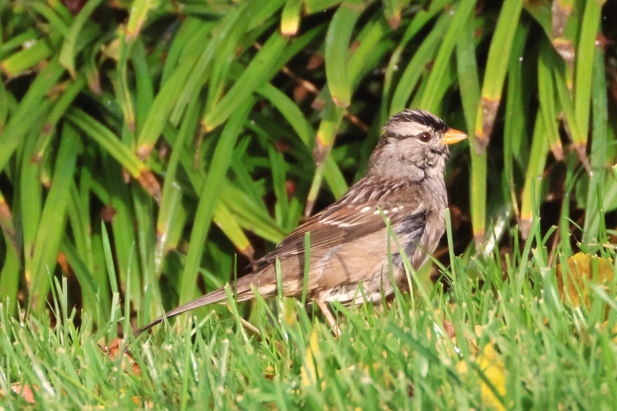 White-crowned Sparrow (Gambel's) - ML646955757