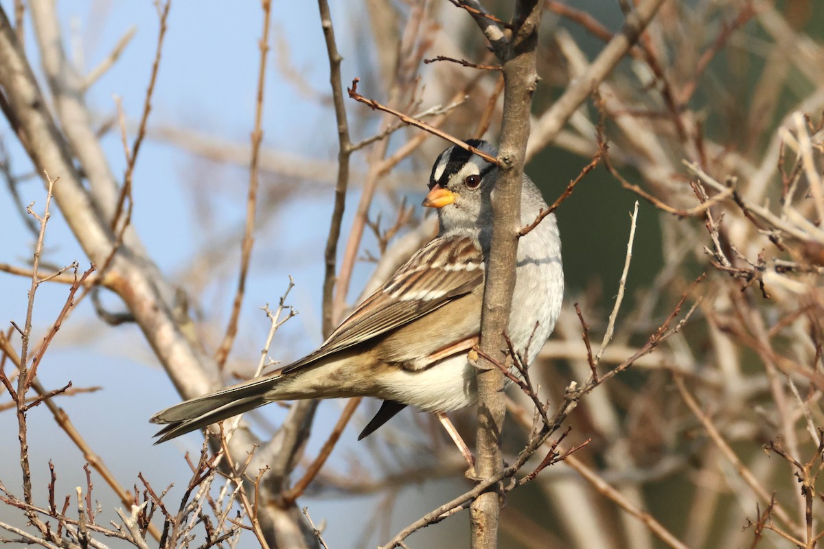 White-crowned Sparrow (Gambel's) - ML646955758