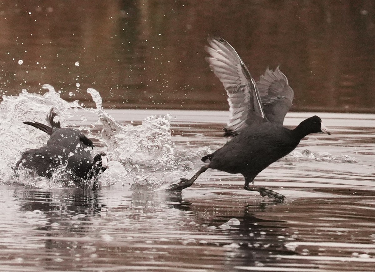 אגמית אמריקנית - ML646955759
