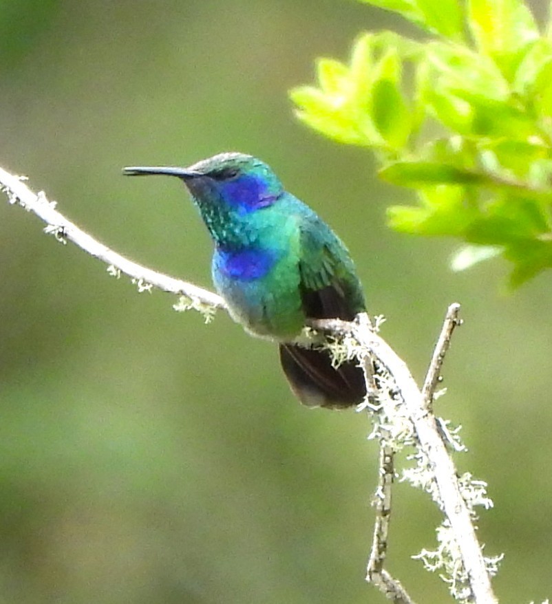 Colibri thalassin - ML646955760