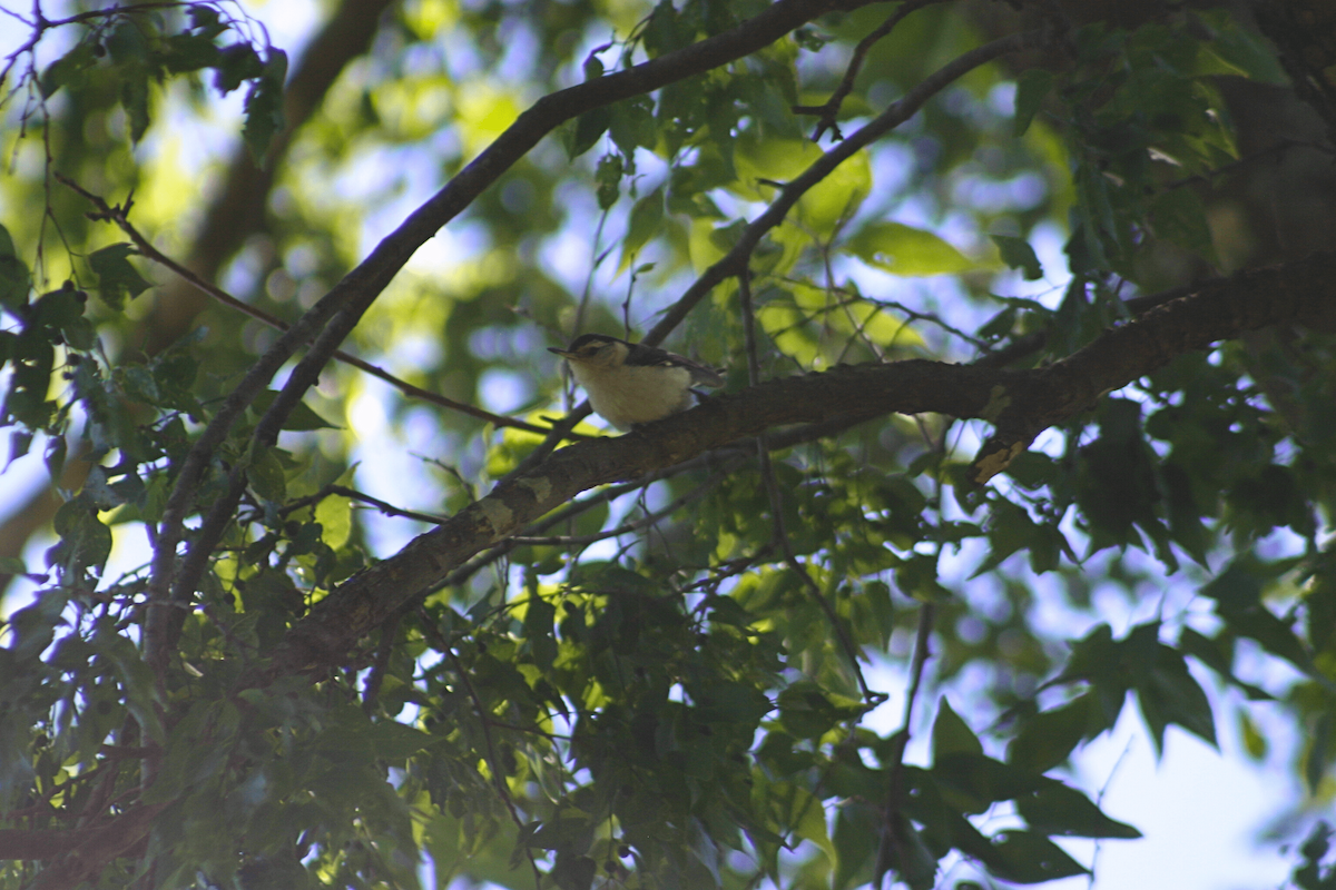 White-breasted Nuthatch - ML646955771