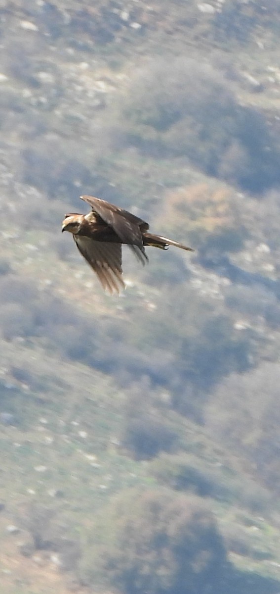 Болотный лунь - ML646955772