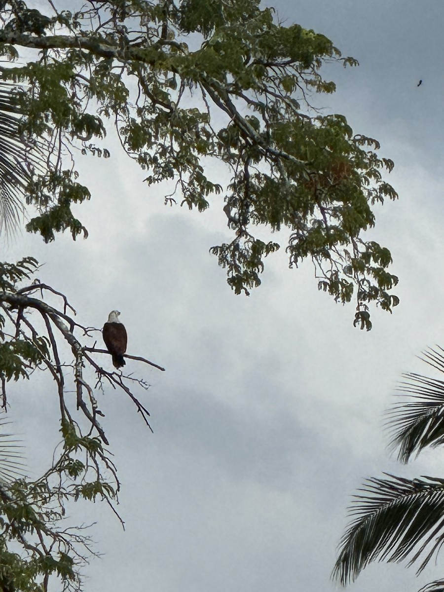 Шуліка королівський - ML646955774