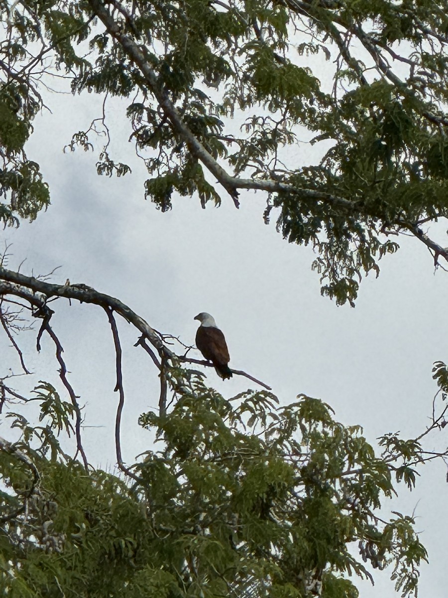 Шуліка королівський - ML646955775