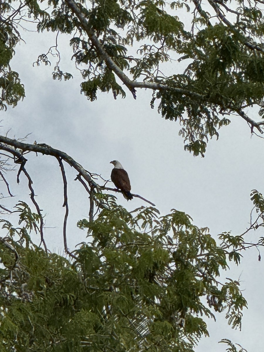 Шуліка королівський - ML646955776