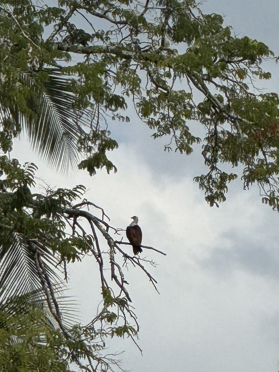 Шуліка королівський - ML646955778