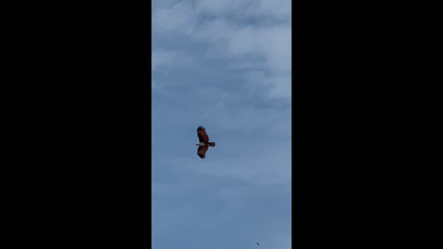 栗鳶 - ML646955779