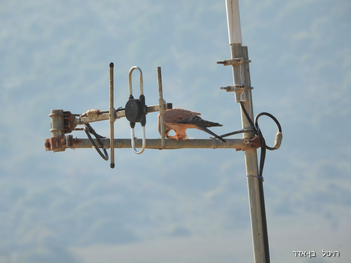 Пустельга - ML646955787