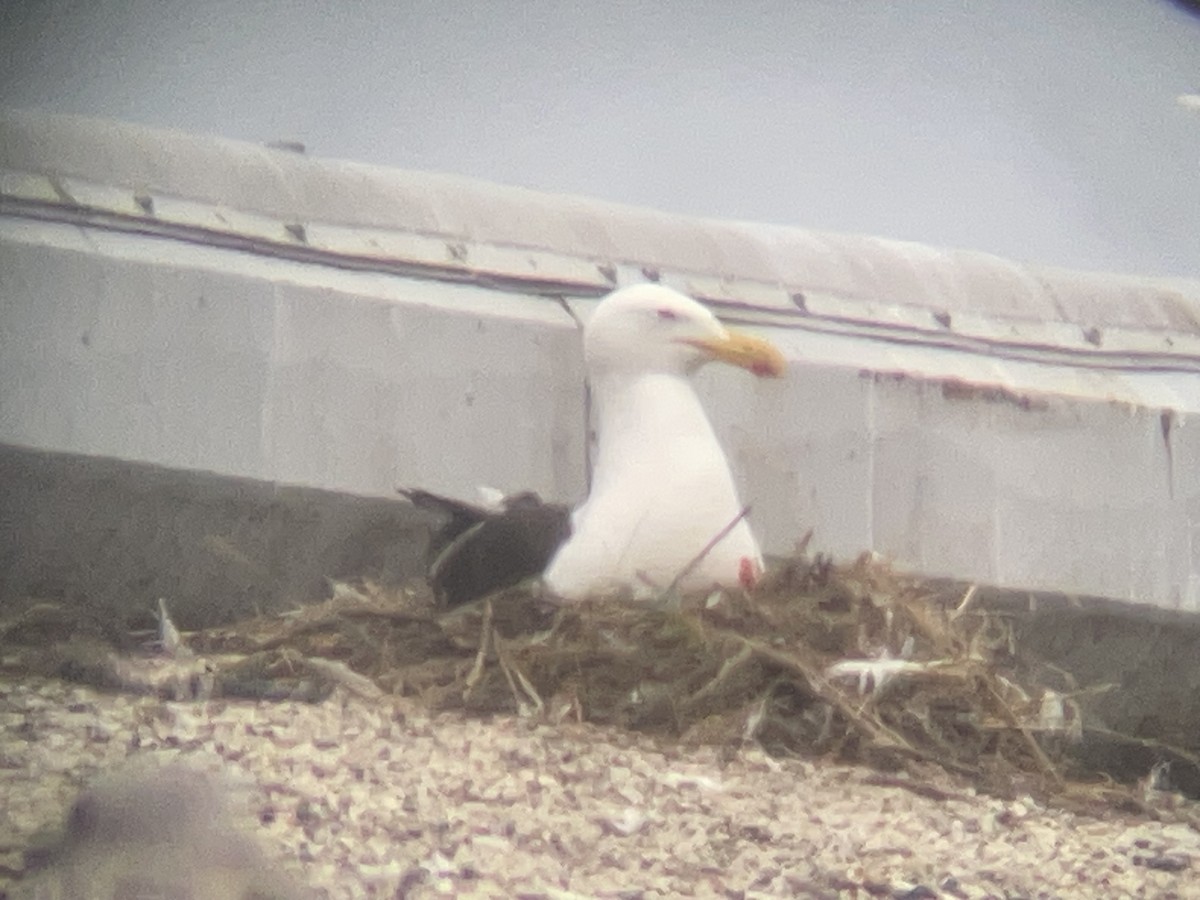 Kelp Gull - ML646955792