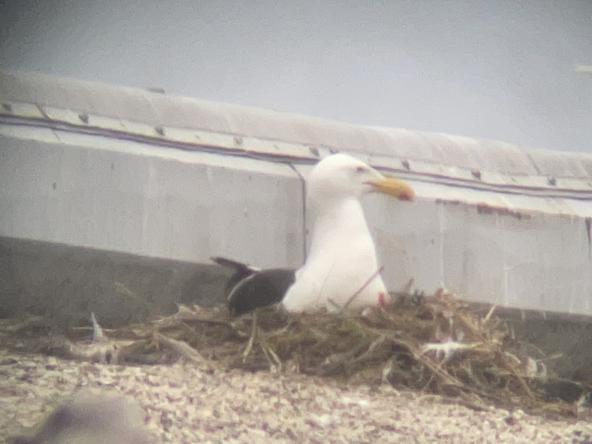 Kelp Gull - ML646955793