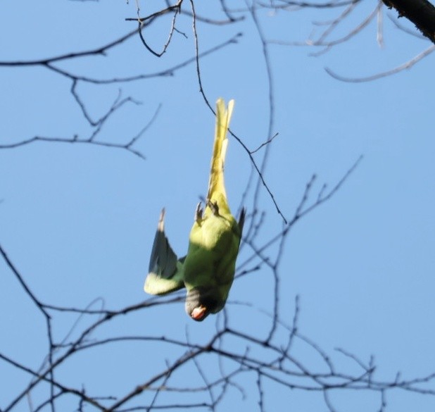 Slaty-headed Parakeet - ML646955795