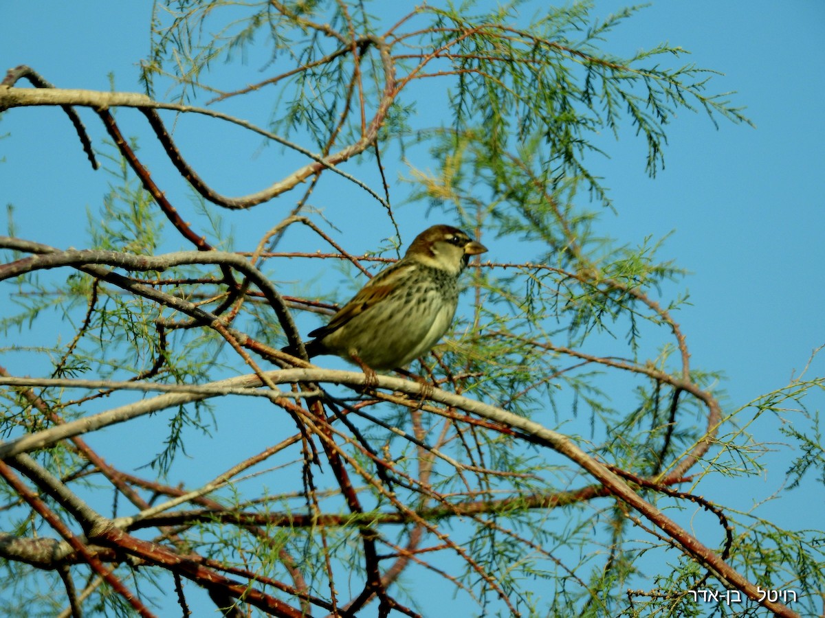 Txolarre iluna - ML646955796