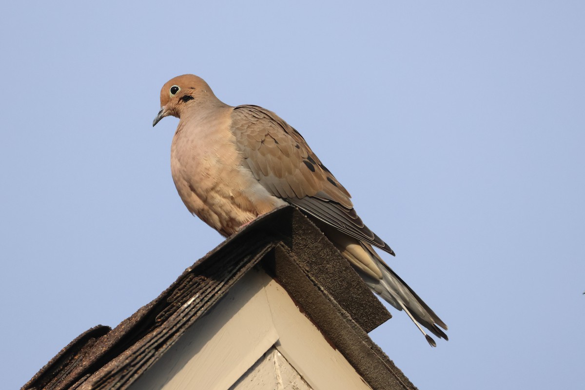 Zenaida Huilota - ML646955797