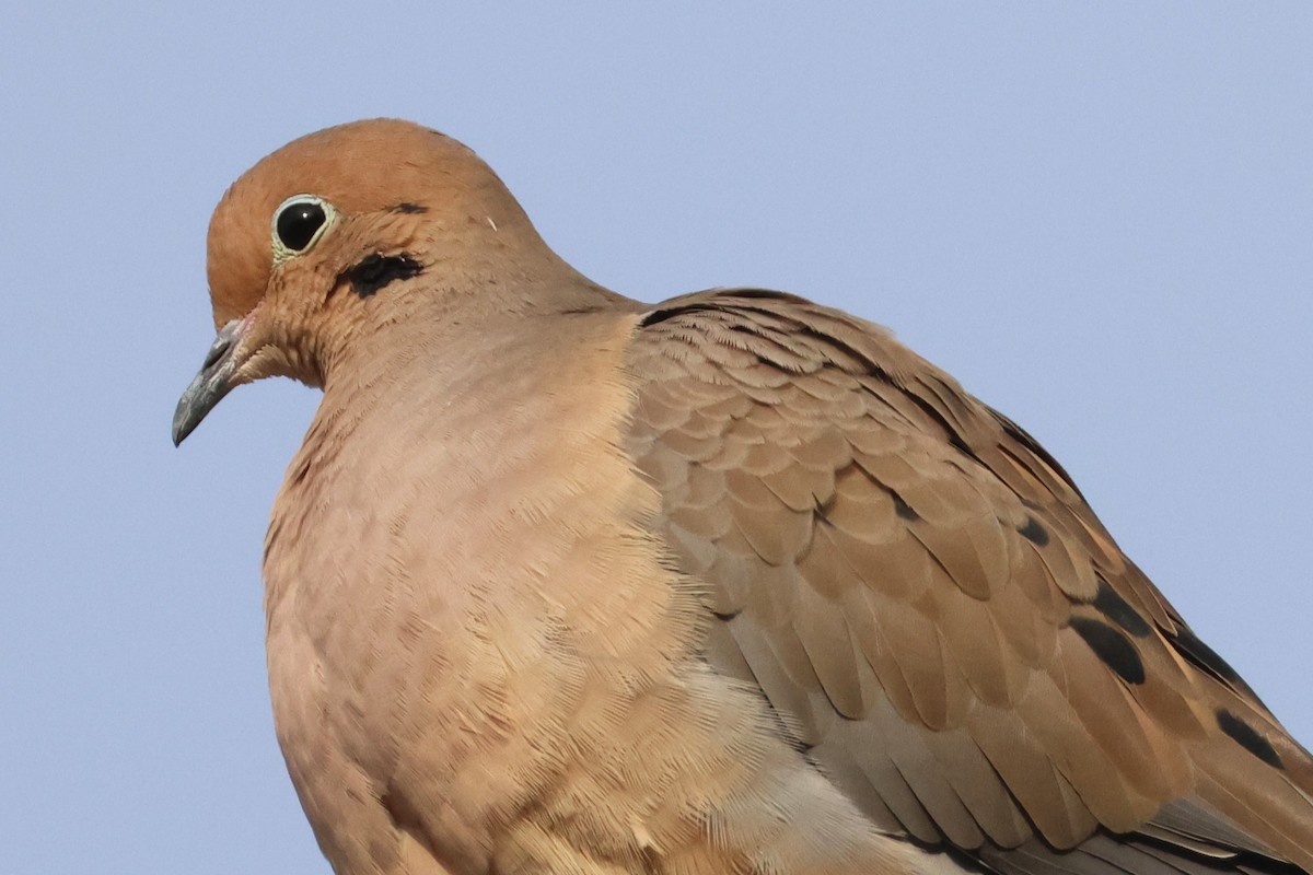 Zenaida Huilota - ML646955798