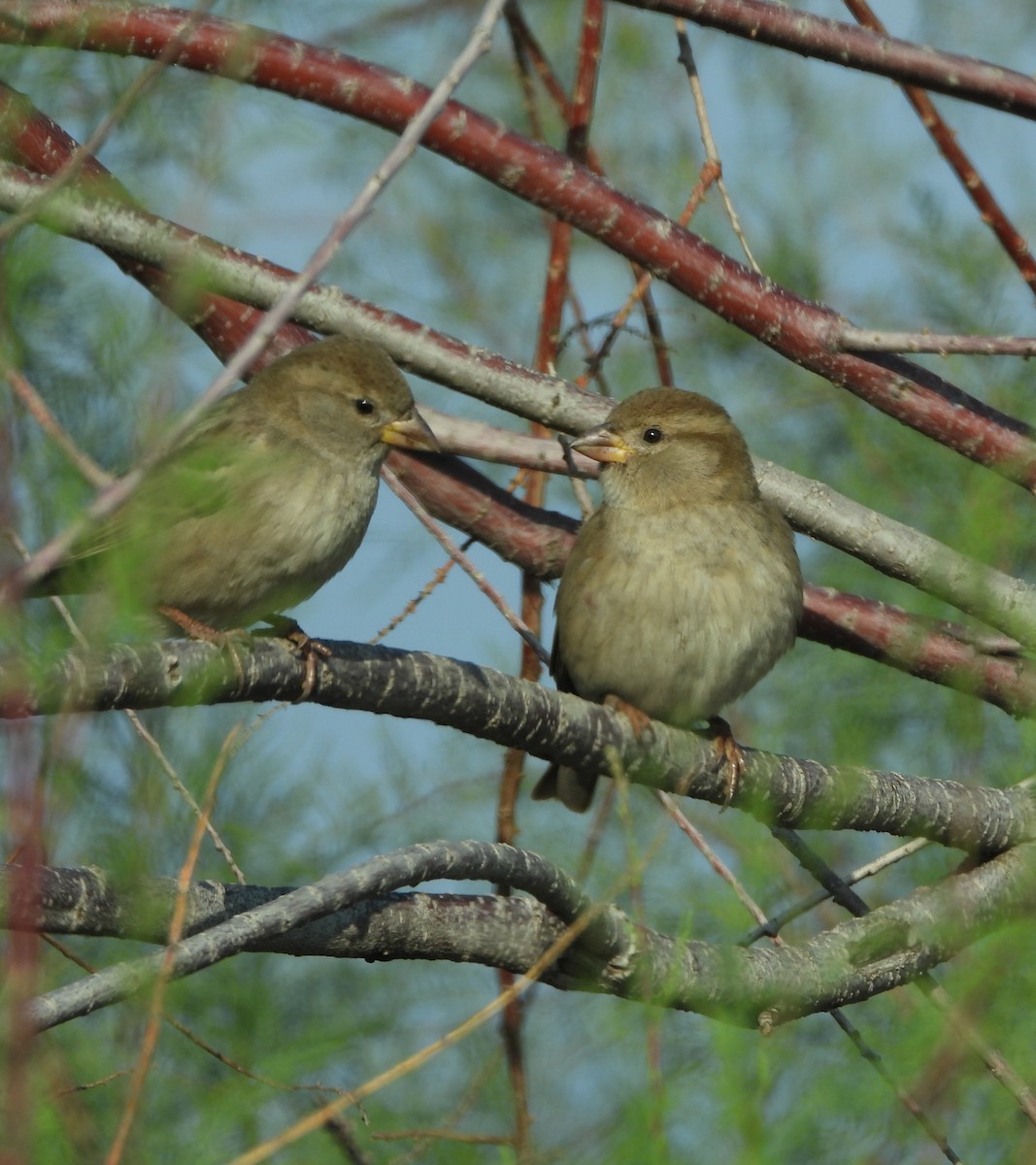 Txolarre iluna - ML646955800