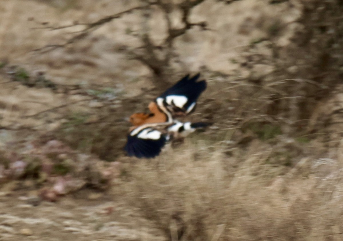 Common Hoopoe (African) - ML646955808