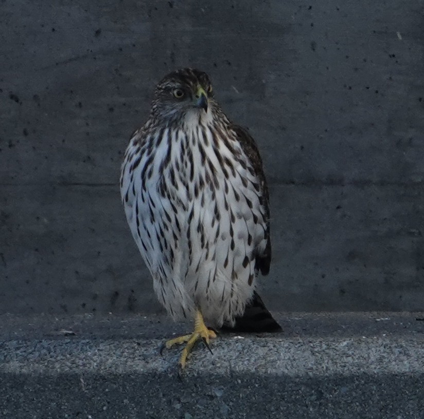 Cooper's Hawk - ML646955809