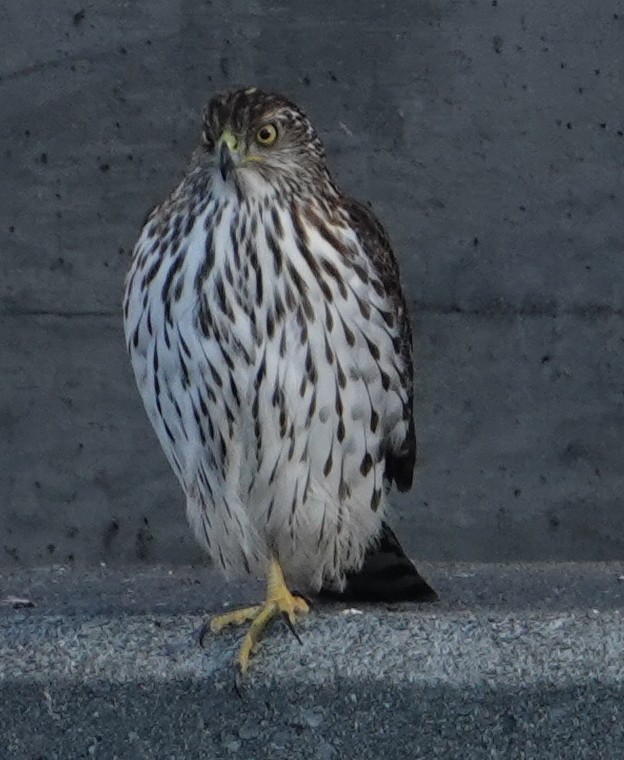 Cooper's Hawk - ML646955810