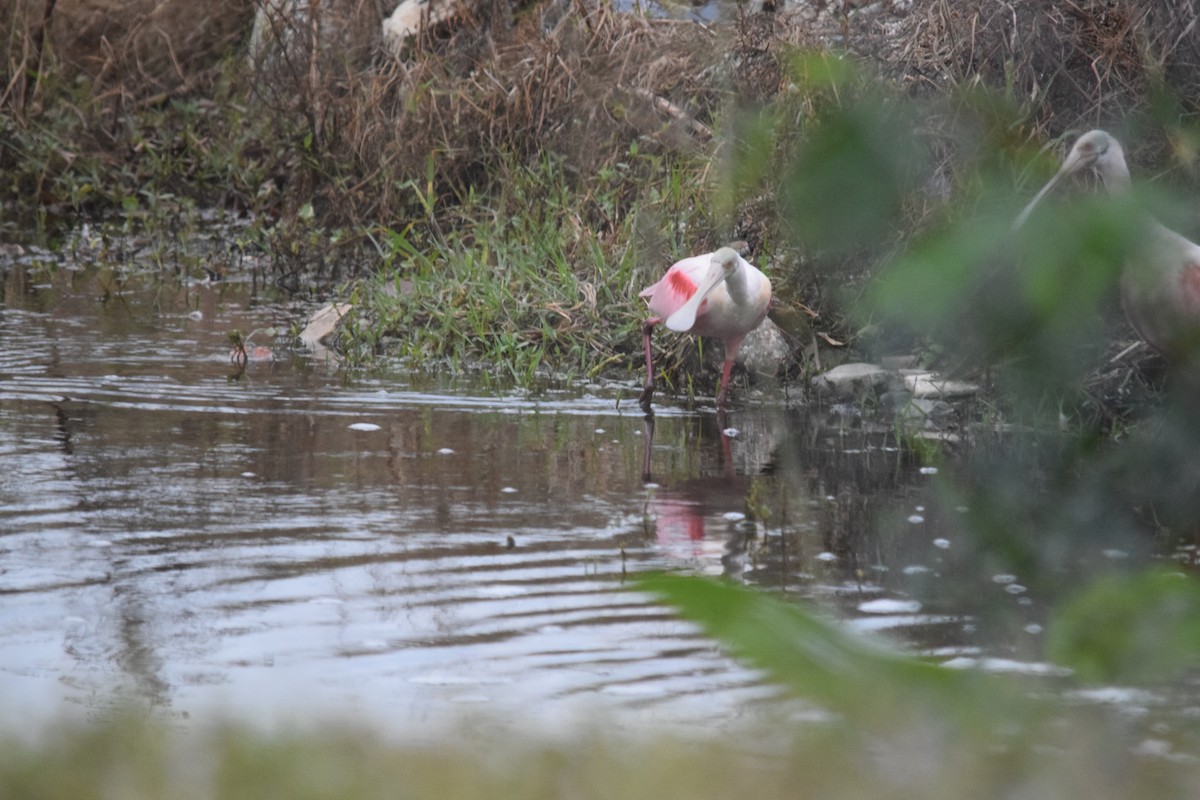 Roseate Spoonbill - ML646955830