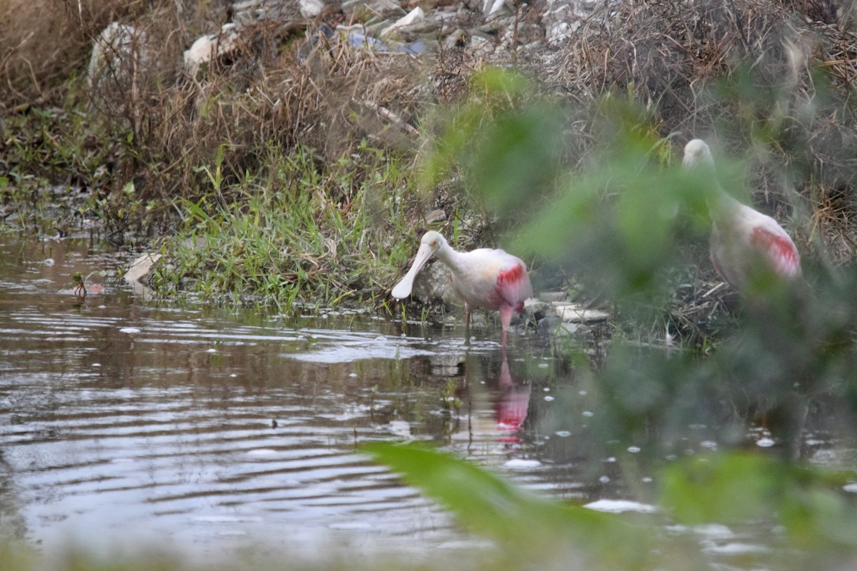 Roseate Spoonbill - ML646955831
