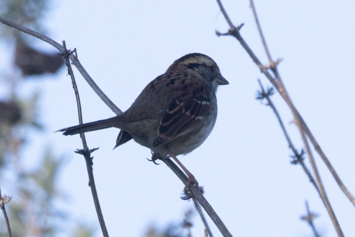 White-throated Sparrow - ML646955833