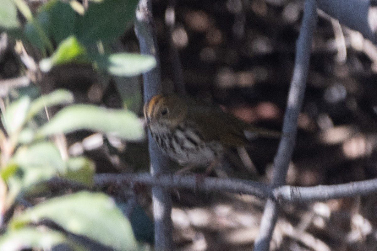 Paruline couronnée - ML646955834