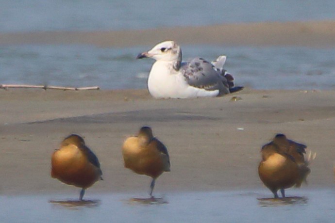 Goéland ichthyaète - ML646955835