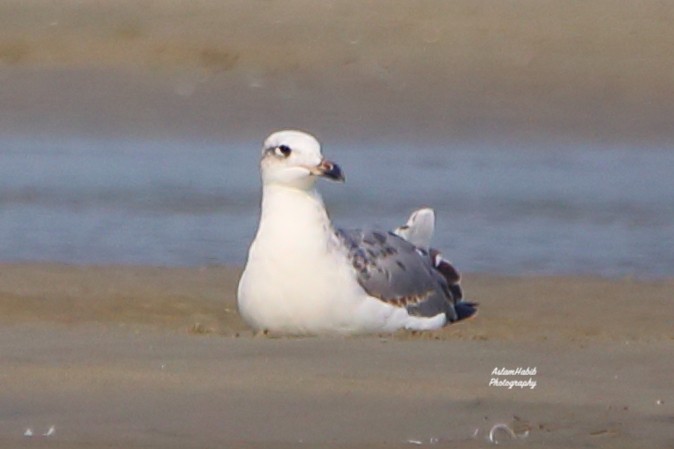 Gavión Cabecinegro - ML646955836