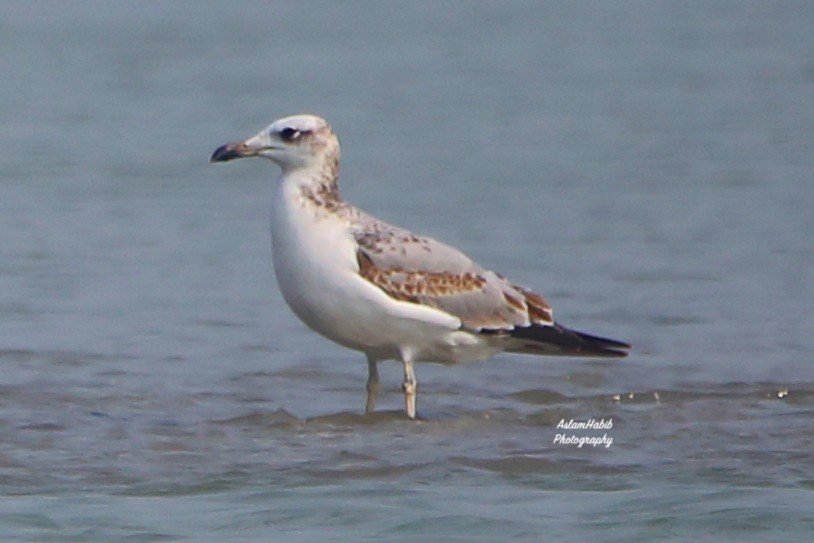 Gavión Cabecinegro - ML646955837