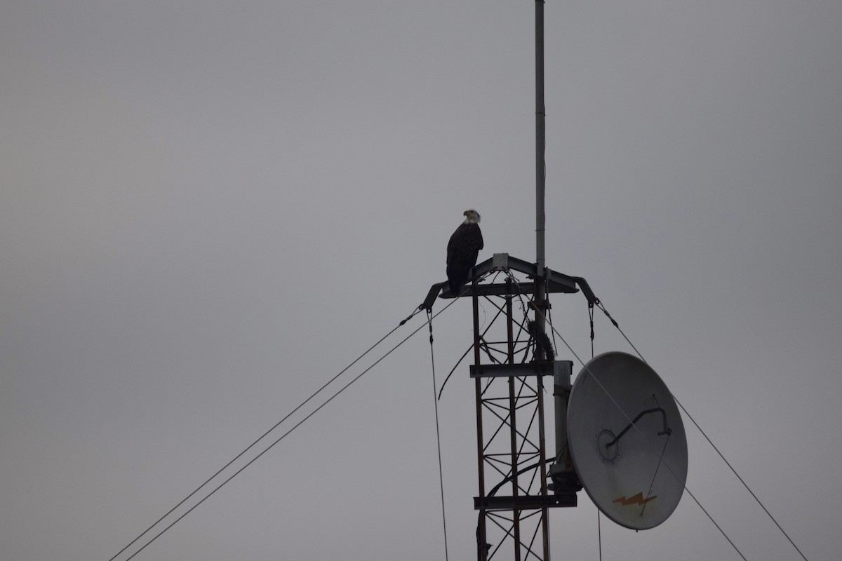 Pigargo Americano - ML646955838