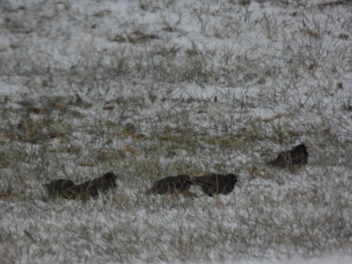 Estornino Pinto - ML646955839