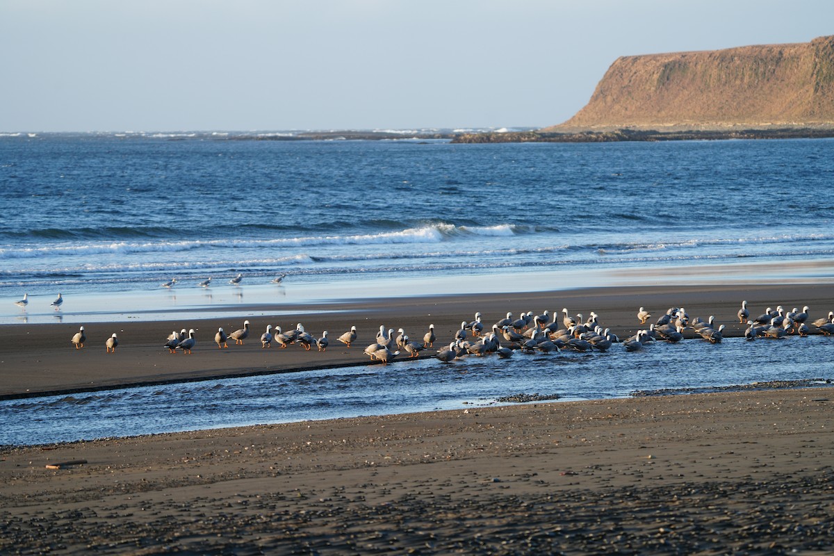 Ánsar Emperador - ML646955840