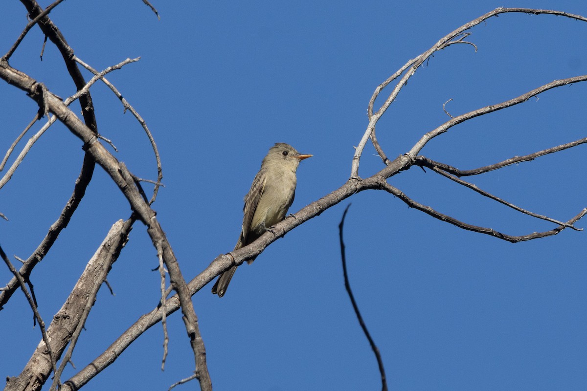 Greater Pewee - ML646955841