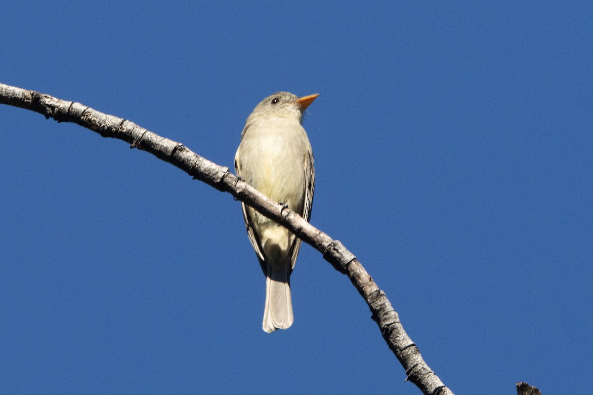 Greater Pewee - ML646955842