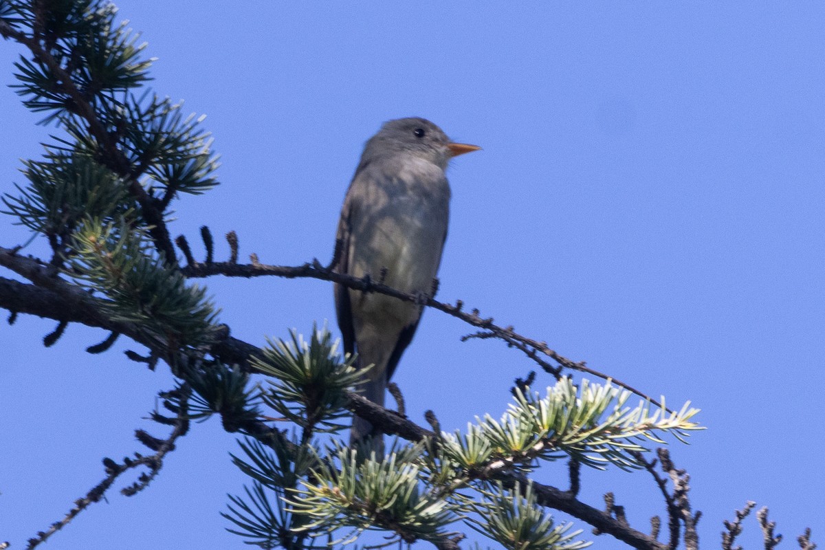 Greater Pewee - ML646955843
