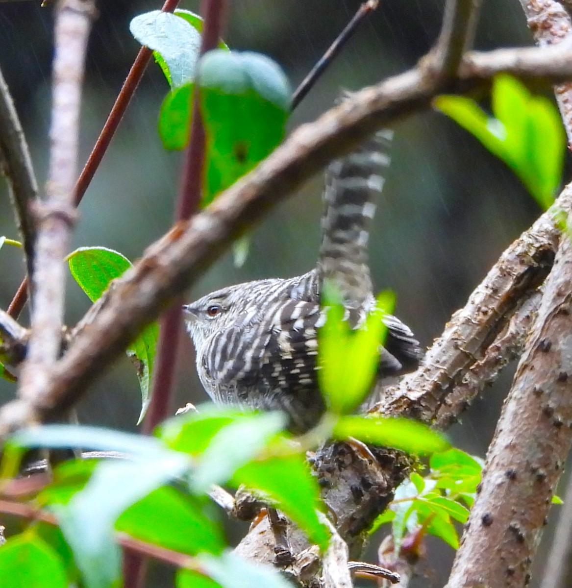 Cucarachero Serrano - ML646955844