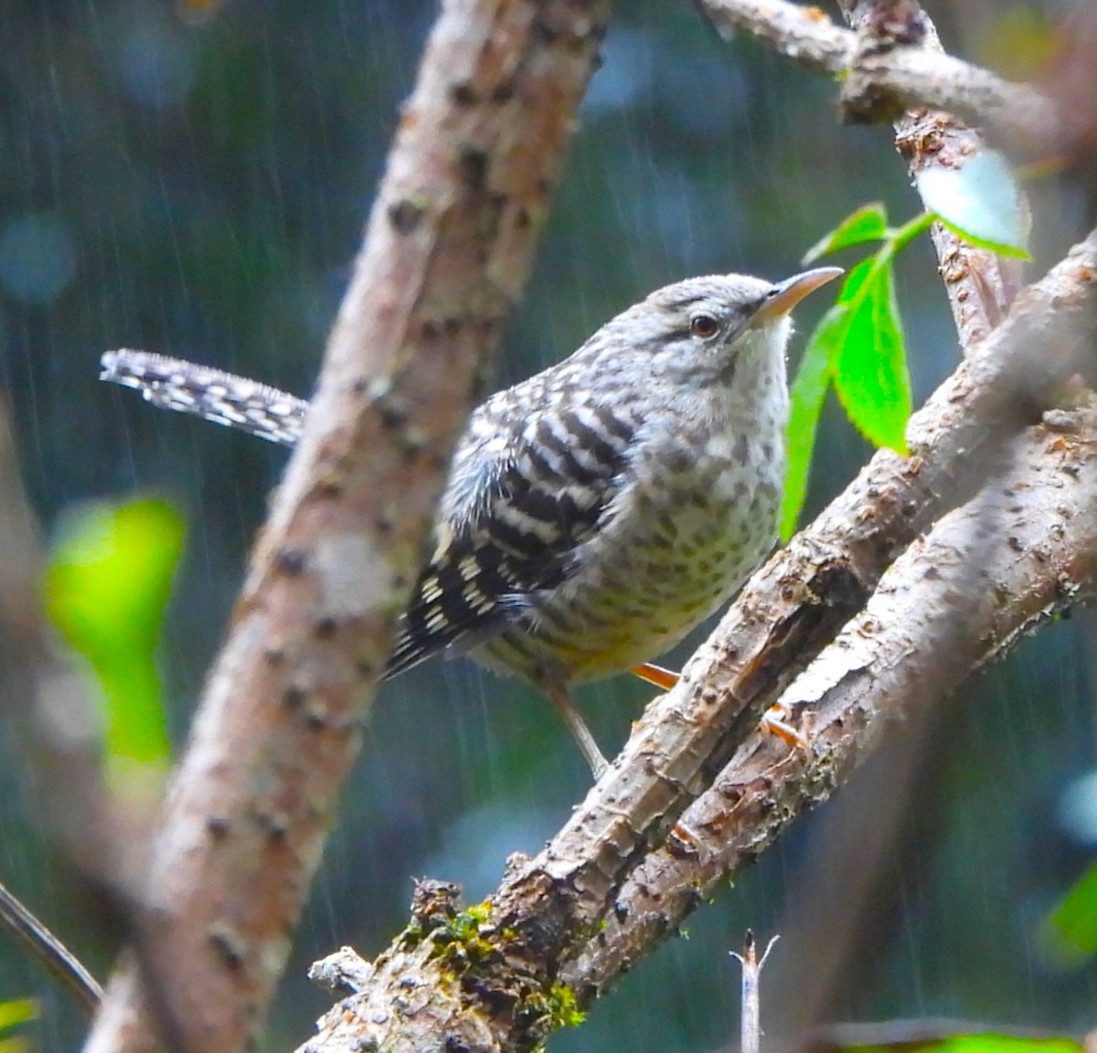 Cucarachero Serrano - ML646955845