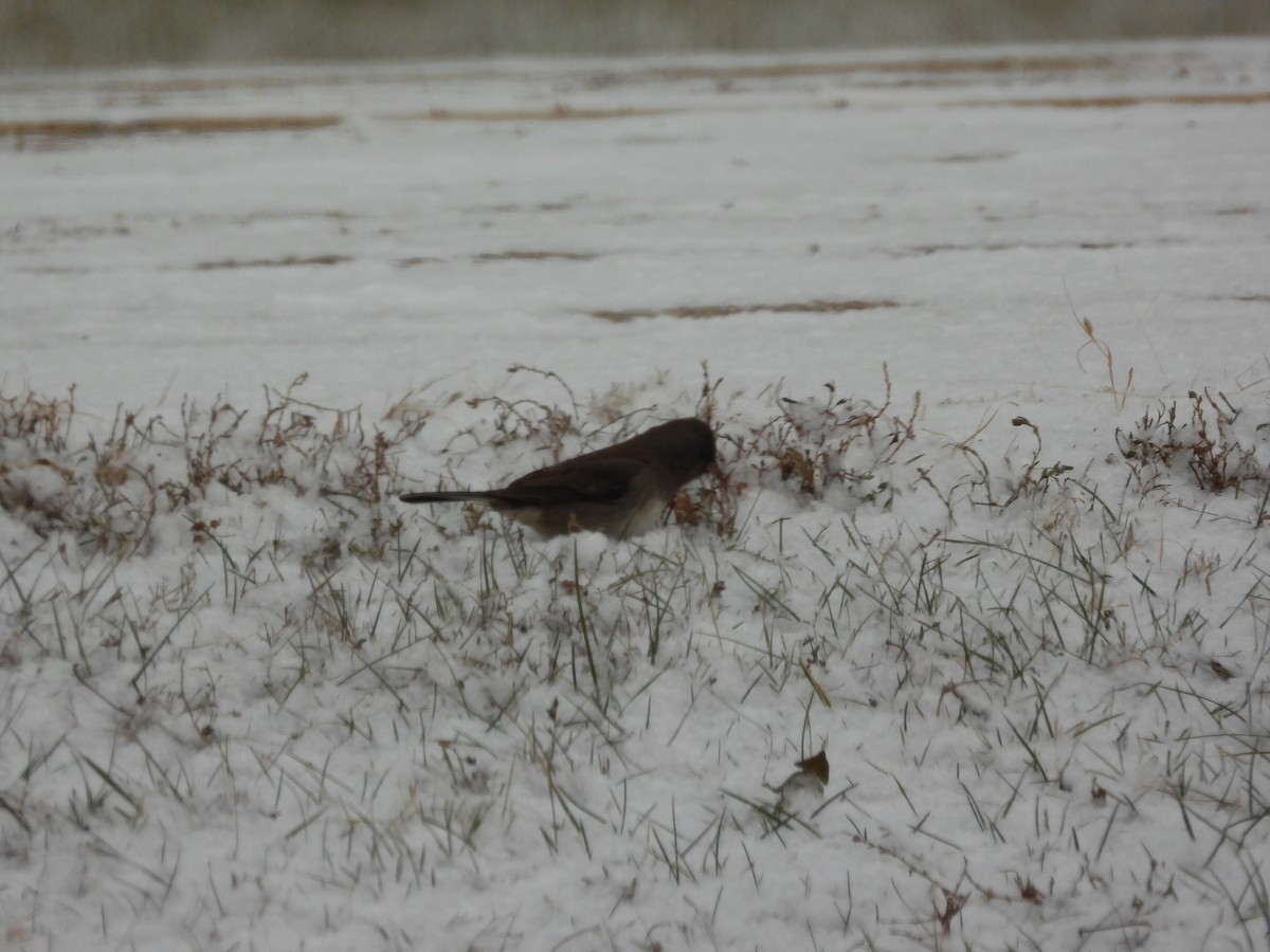 Junco Ojioscuro - ML646955846