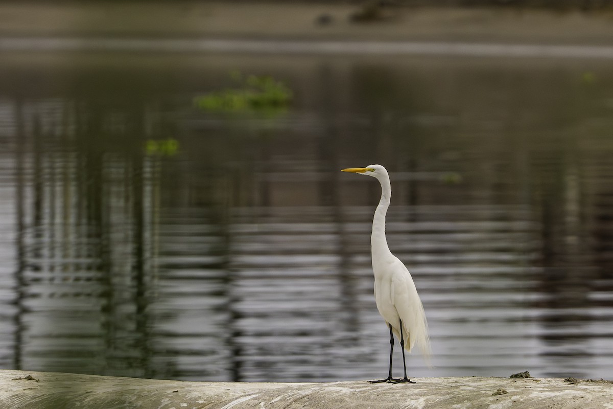 Garceta Grande - ML646955847