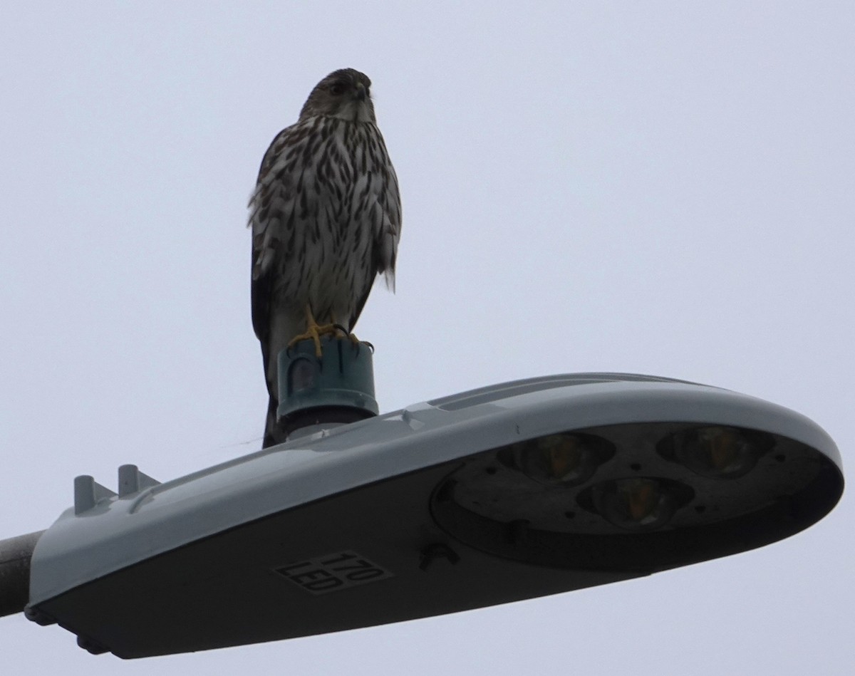 Gavilán de Cooper - ML646955849