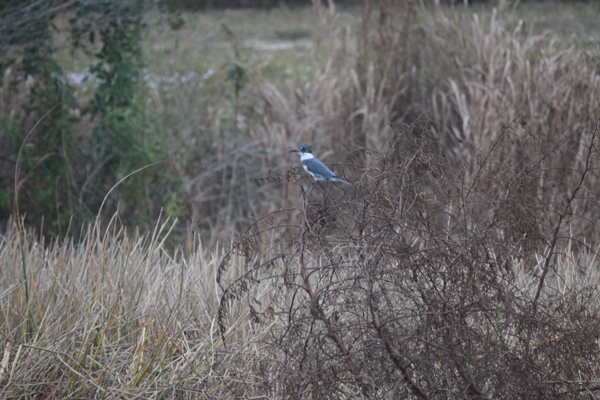 Martín Gigante Norteamericano - ML646955850