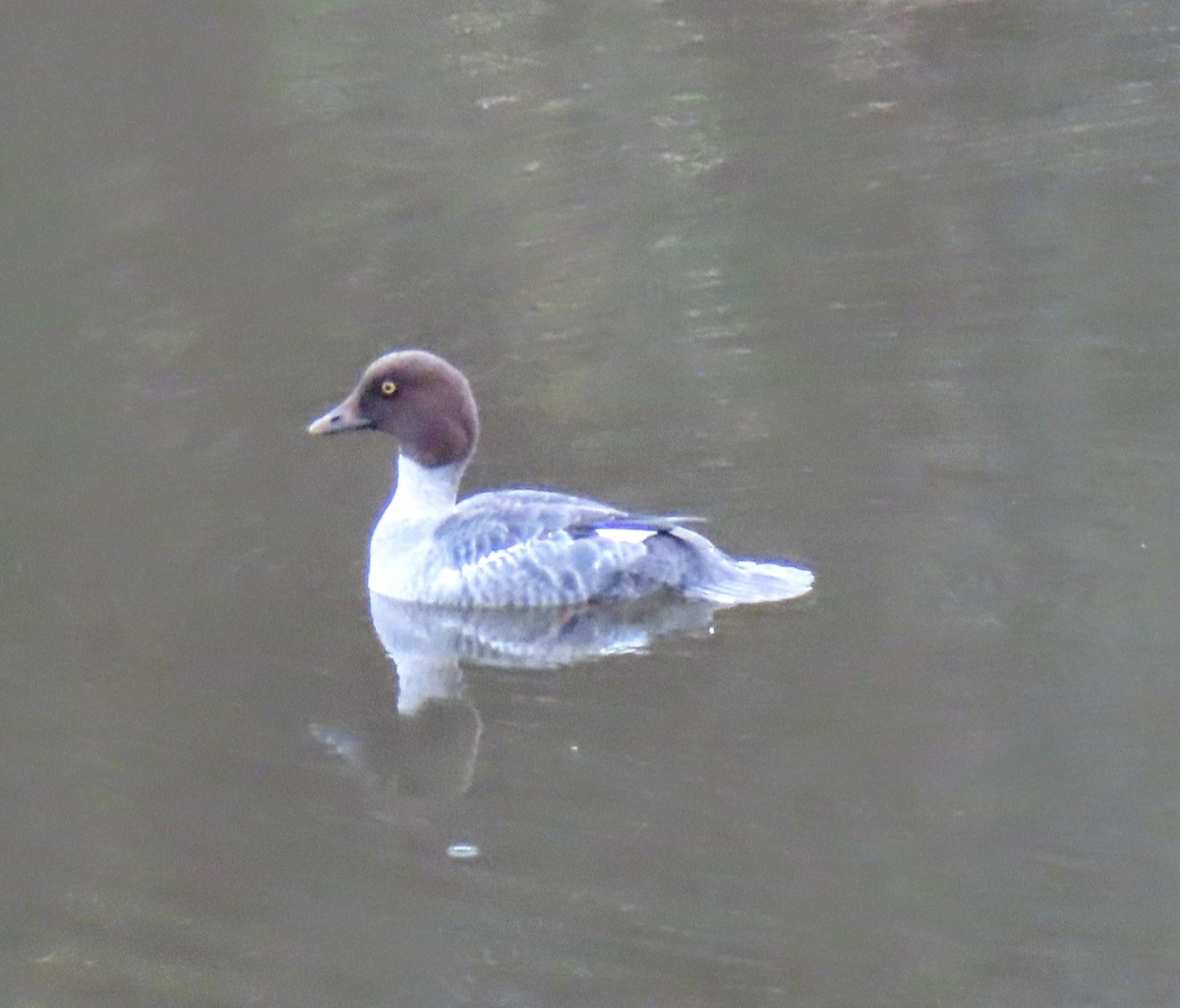 Porrón Osculado - ML646955851