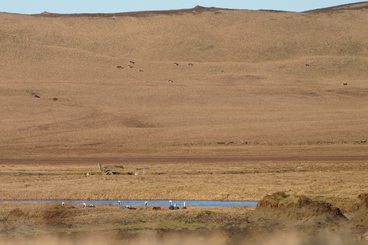 Ánsar Emperador - ML646955852