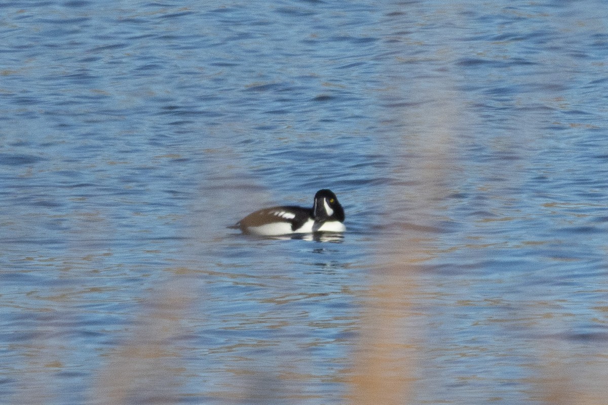 Porrón Islándico - ML646955853