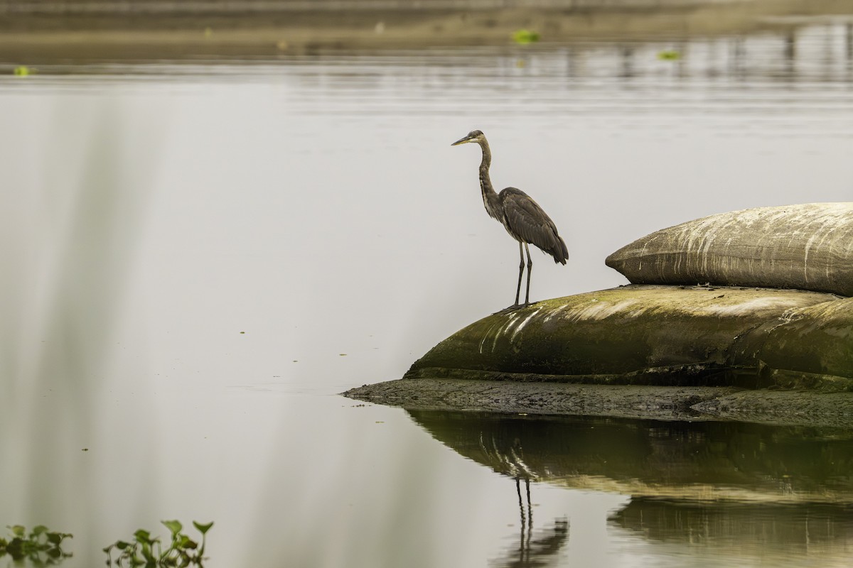 Garza Azulada - ML646955854