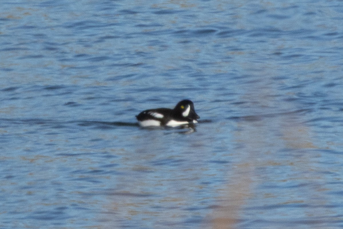 Porrón Islándico - ML646955855