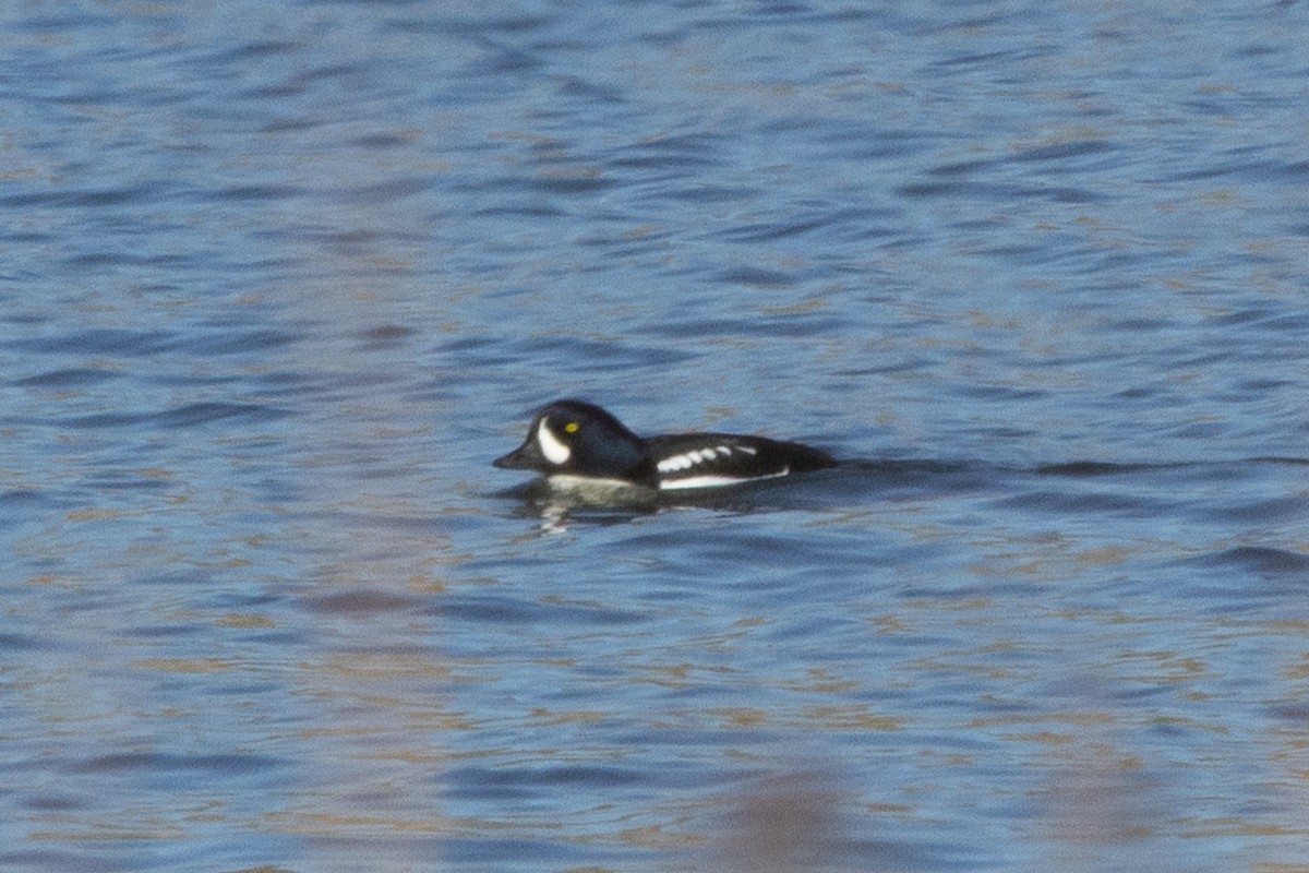 Porrón Islándico - ML646955856